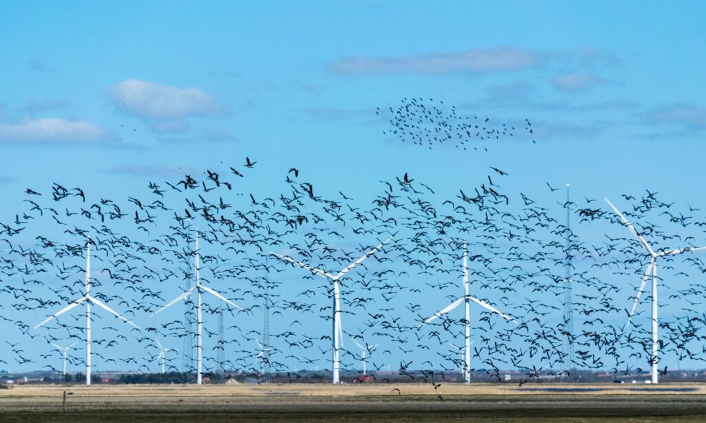 Birds in wind farm